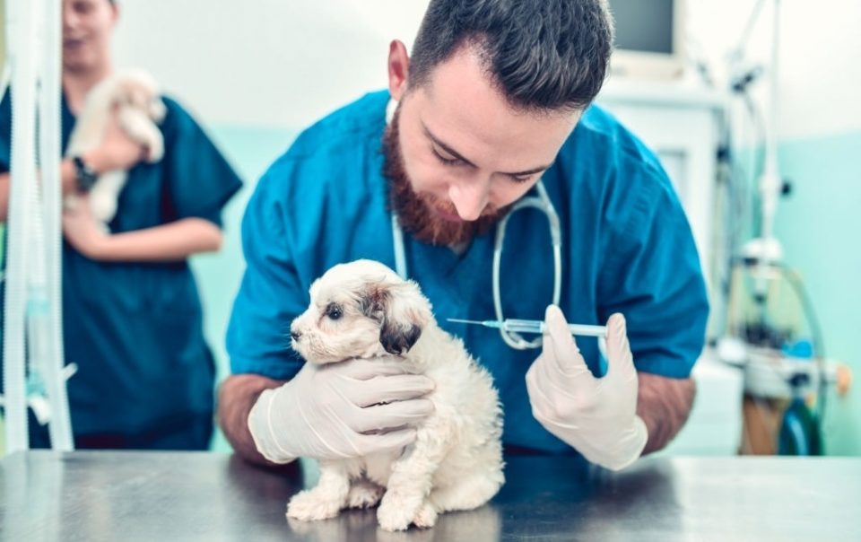 Proceso de vacunación para cachorros