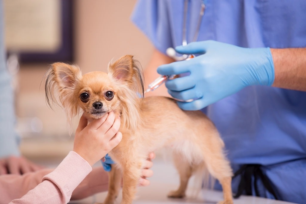Vacunar a cachorro