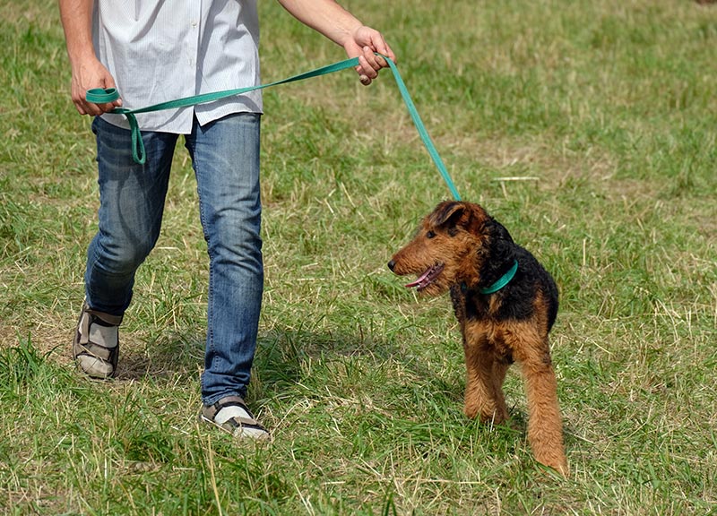 aprende como pasear a tu perro con la correa