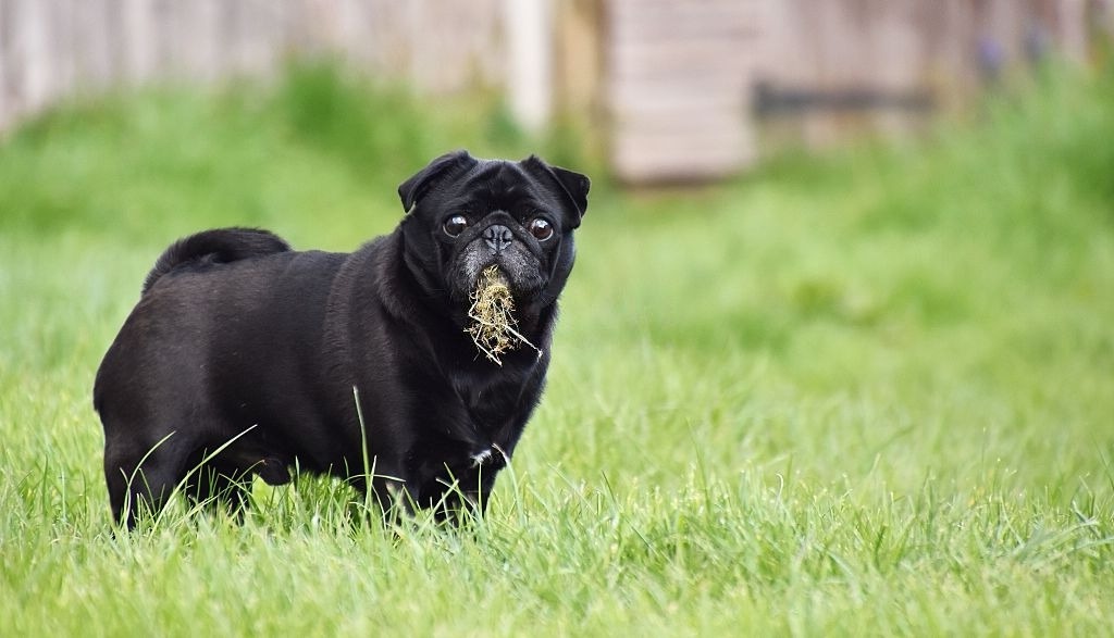 Por qué los cachorros comen hierba
